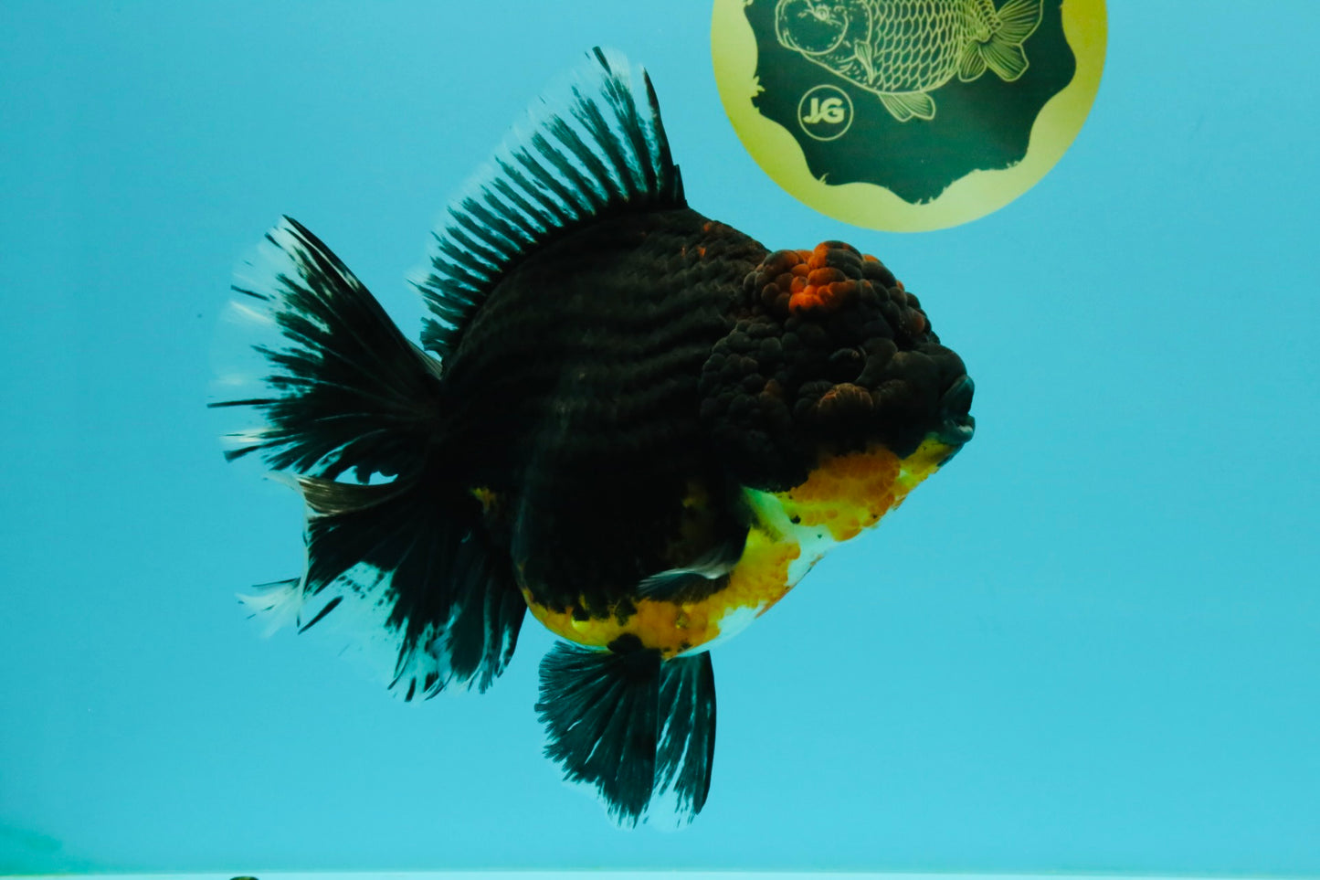 GIANT AAA Grade Red Head Kirin Oranda Male 7-7.5  inches #070326OR_05