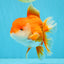 CHUNKY A Grade Red White Oranda Male 6 inches #040326OR_15