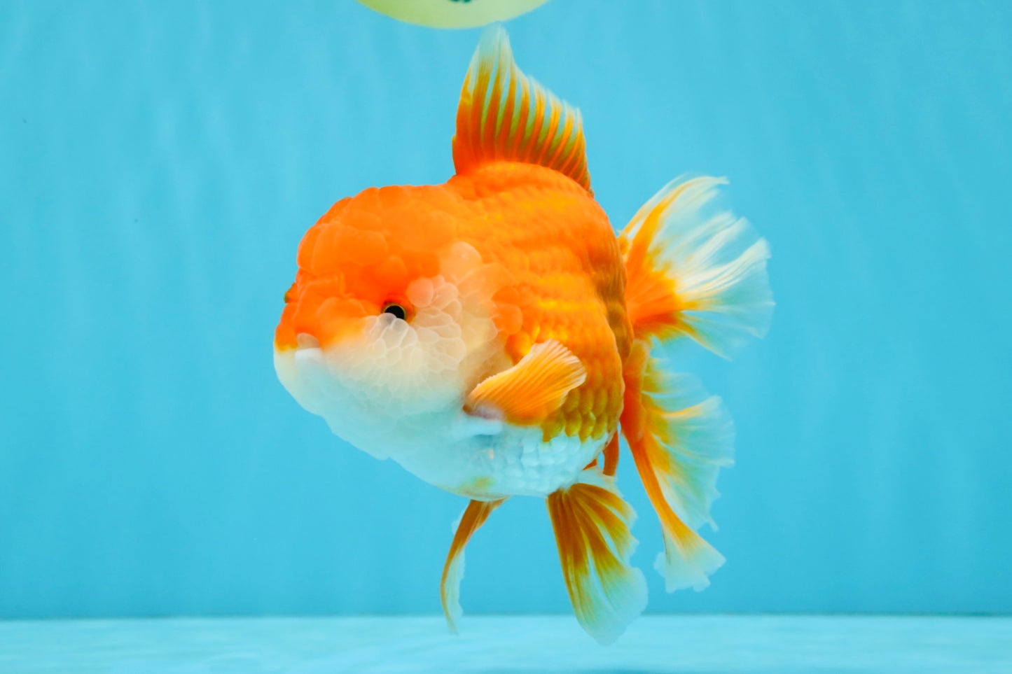 CHUNKY A Grade Red White Oranda Male 6 inches #040326OR_15