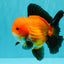 CHUBBY AAA Grade Apache Oranda Male 5 inches #082826OR_10