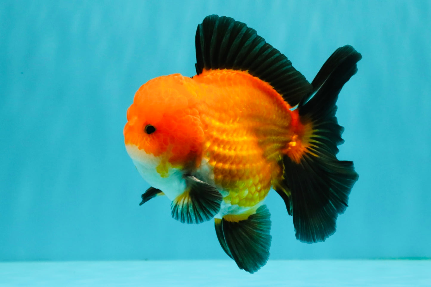 CHUBBY AAA Grade Apache Oranda Male 5 inches #082826OR_10