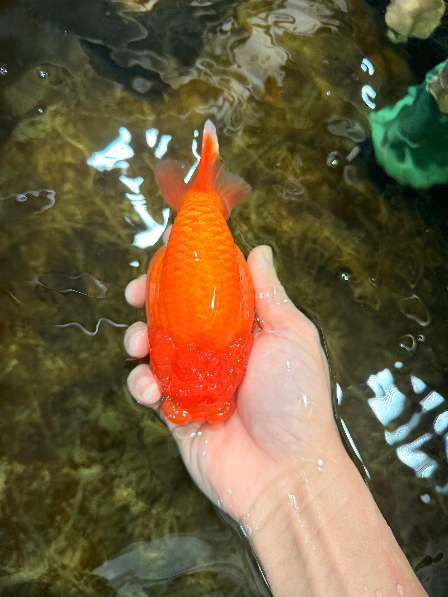 A Grade Red LionQueen 5.5-6 inches #112125LC_04