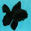 TOOTHLESS A Grade Black Oranda Female 5.5-6 inches #101626OR_15