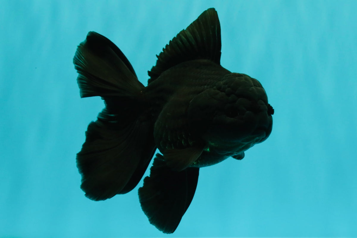 TOOTHLESS A Grade Black Oranda Female 5.5-6 inches #101626OR_15