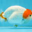 A Grade Chinese Red Head Ranchu Female 4.5 inches #101725RC_13