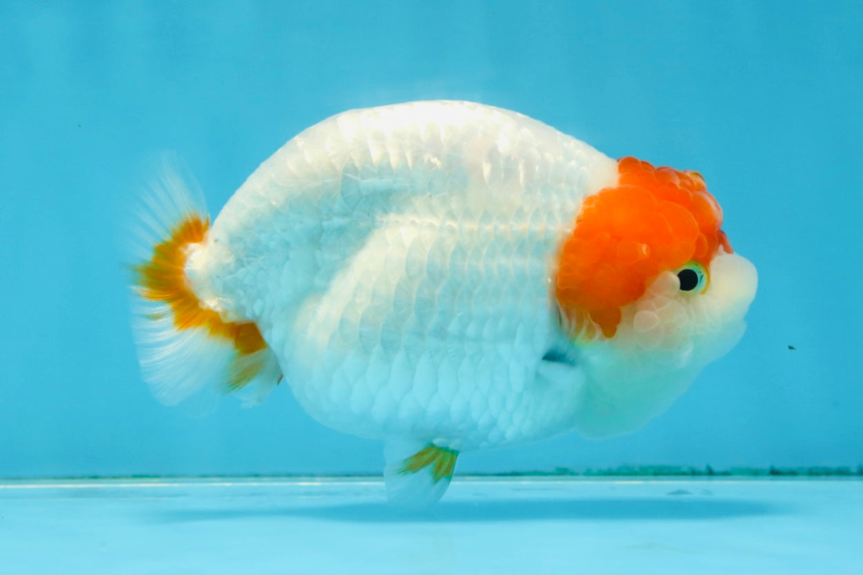 A Grade Chinese Red Head Ranchu Female 4.5 inches #101725RC_13