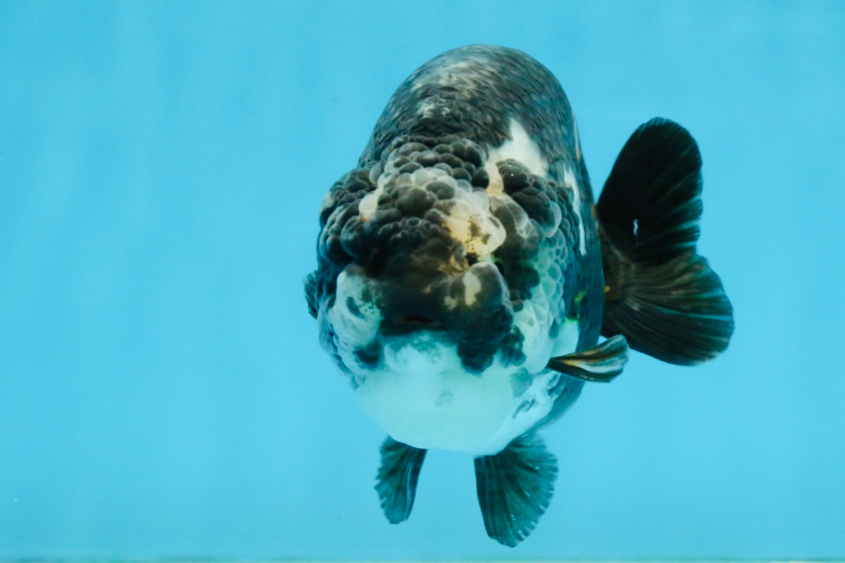 SPECIAL PANDA A Grade Ink Chinese Ranchu Male 4.5 inches #120525RC_05