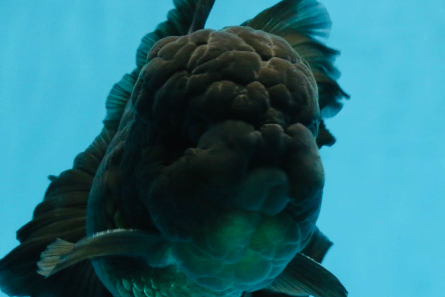 A Grade JUMBO Black Oranda Male 6.5 inches #110725OR_05