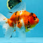 A Grade FANCY Sakura Oranda Male 6 inches #072525OR_16