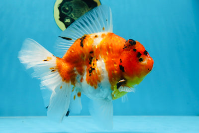 A Grade FANCY Sakura Oranda Male 6 inches #072525OR_16