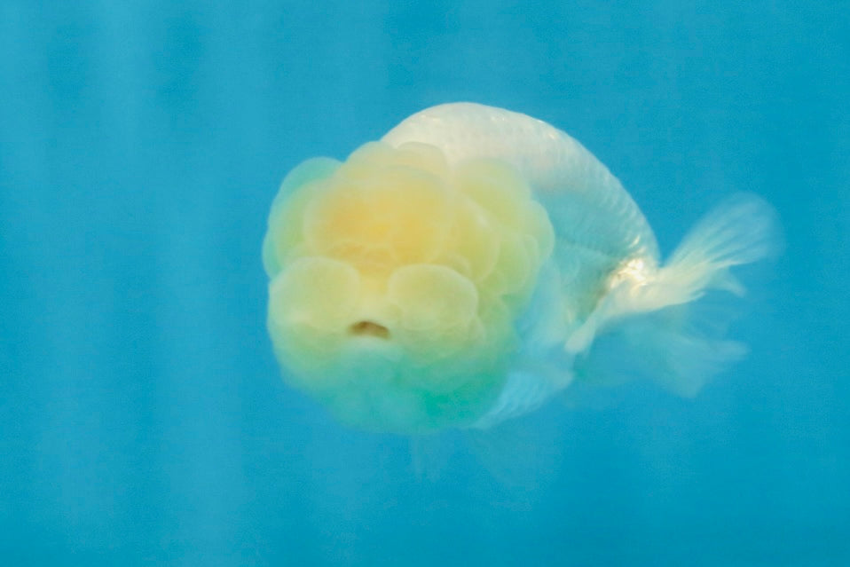 FLUFFY SNOW White LionChu Female 3.5 inches #120525LC_17