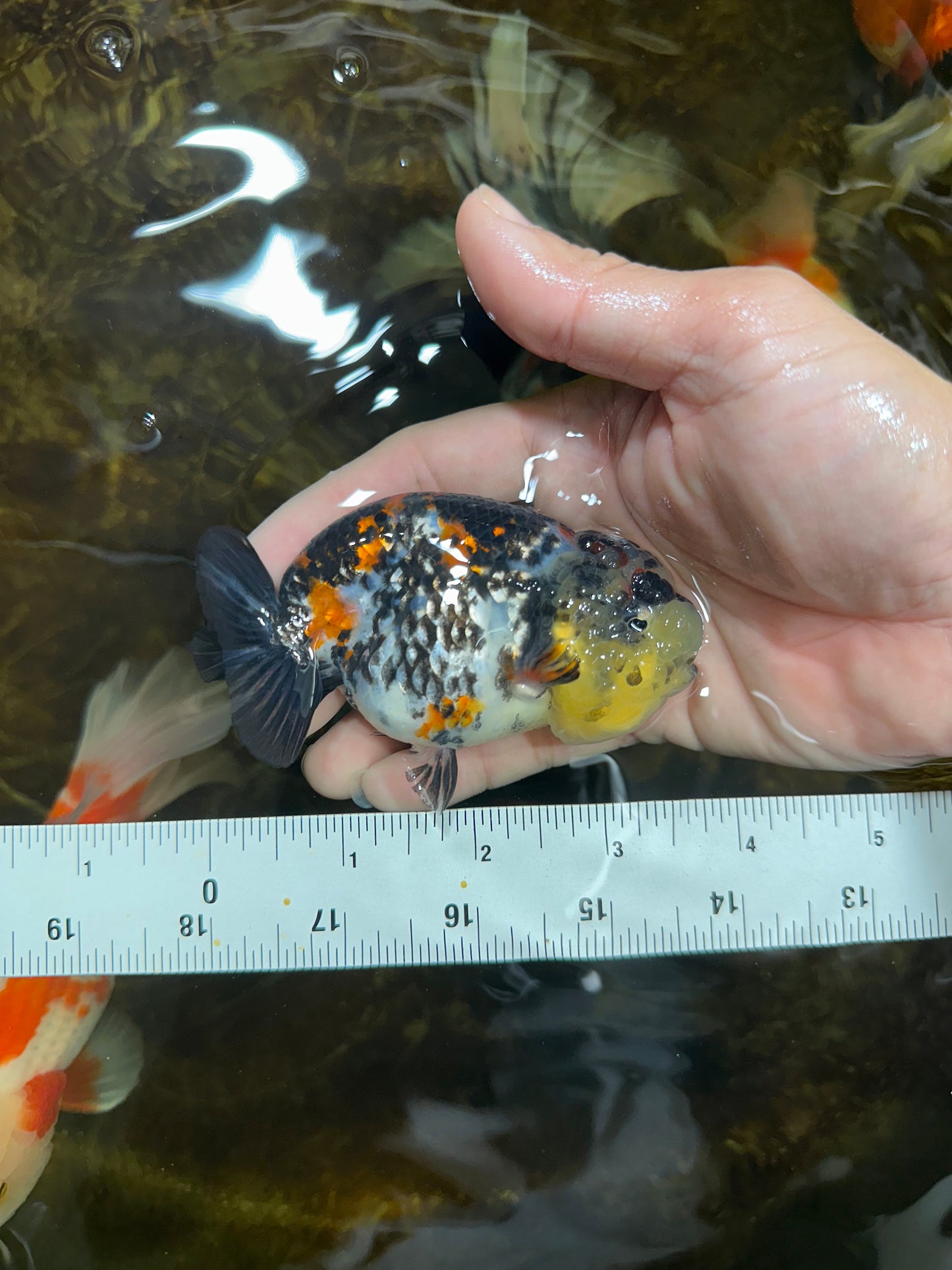 SUPER CUTE Tricolor Tiger Lionchu Female 3.5 inches #090525LC_04