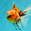 A Grade Marble Oranda Male 6 inches #072426OR_14