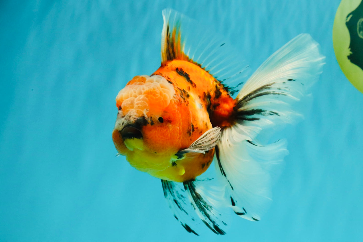 A Grade Marble Oranda Male 6 inches #072426OR_14