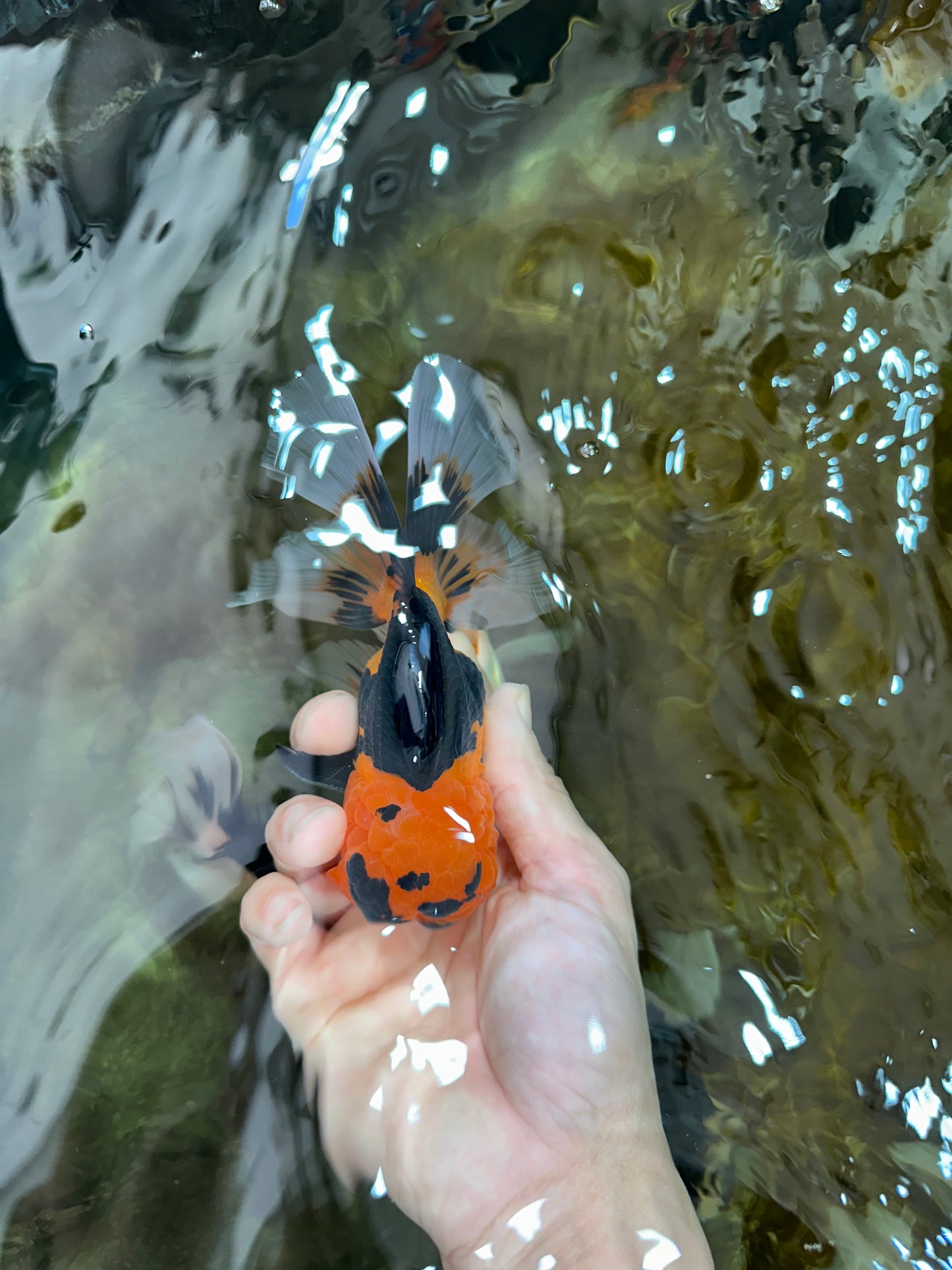 AAA Grade Tricolor Oranda Male 5-5.5 inches #051625OR_24