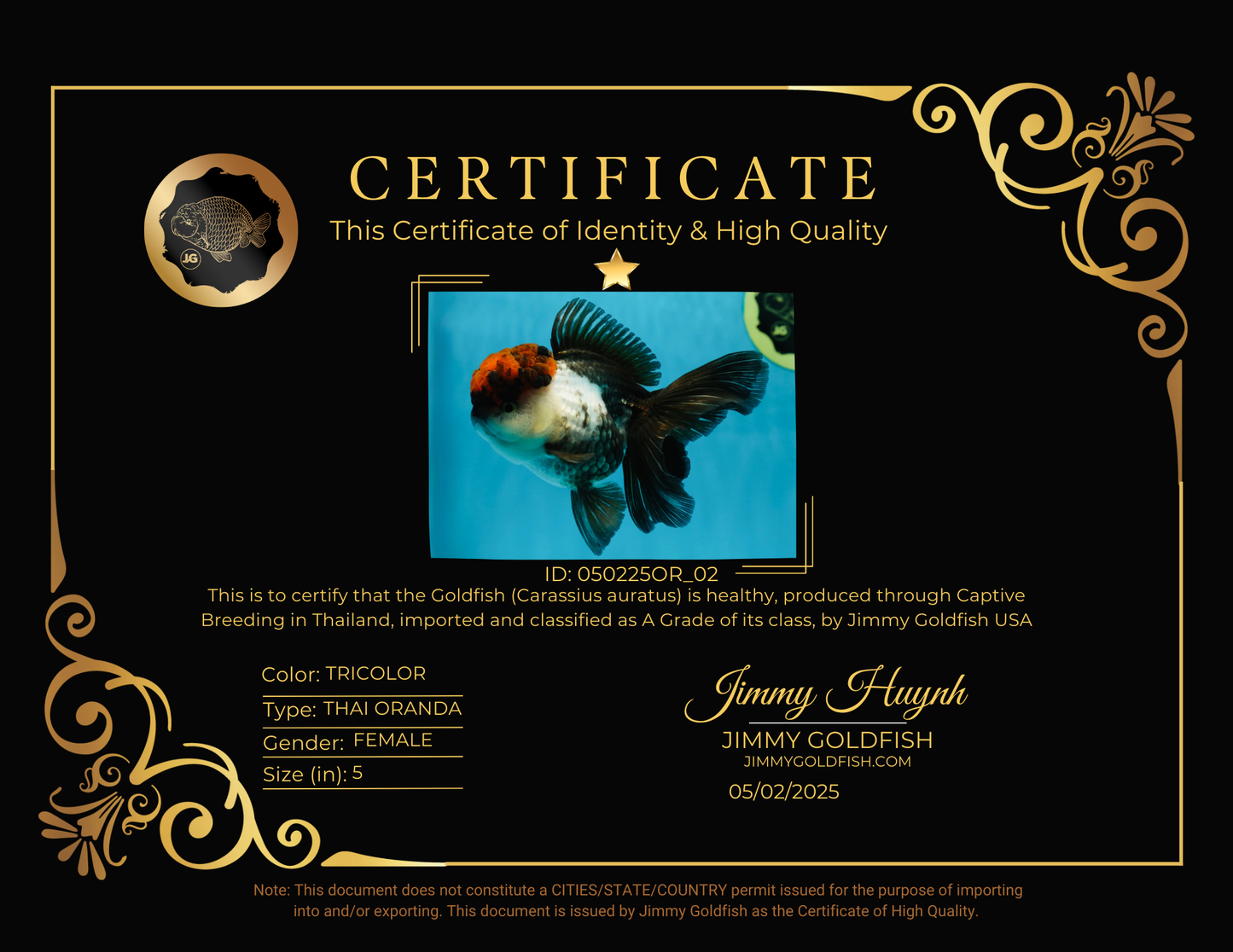 A Grade Fire Tricolor Oranda Female 5 inches #050225OR_02