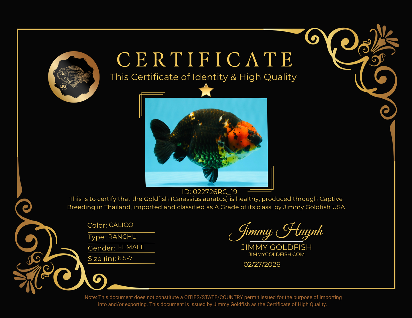 A Grade Jumbo Red Head Calico Chinese Ranchu Female 6.5-7 inches #022726RC_19