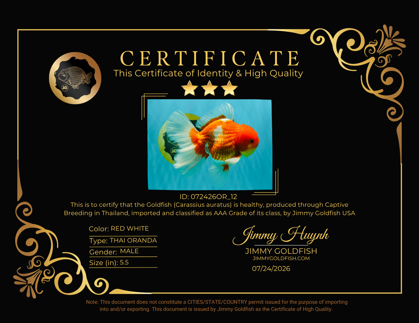 AAA Grade Red White Oranda Male 5.5 inches #072426OR_12