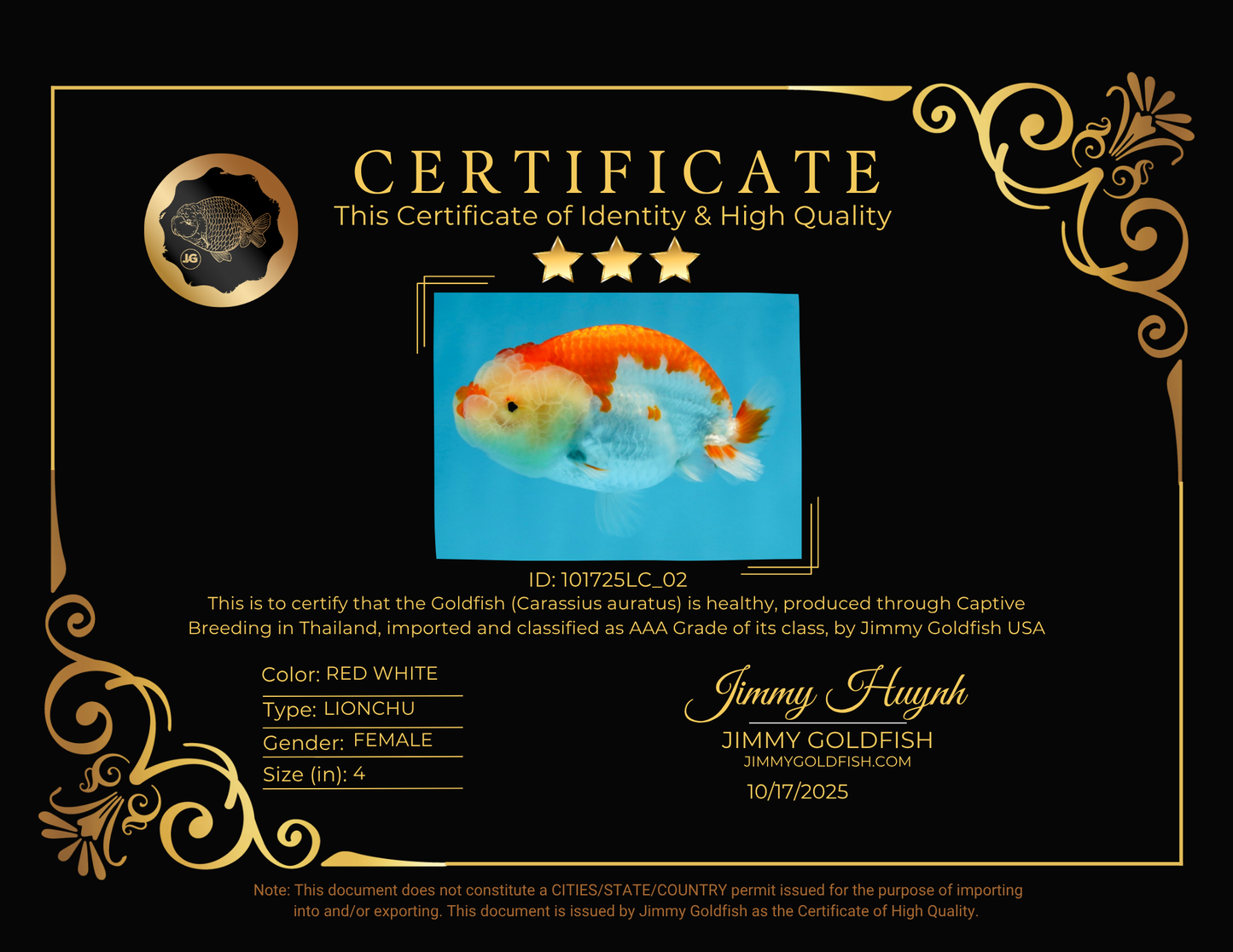 FLUFFY AAA Grade Red White LionQueen 4 inches #101725LC_02