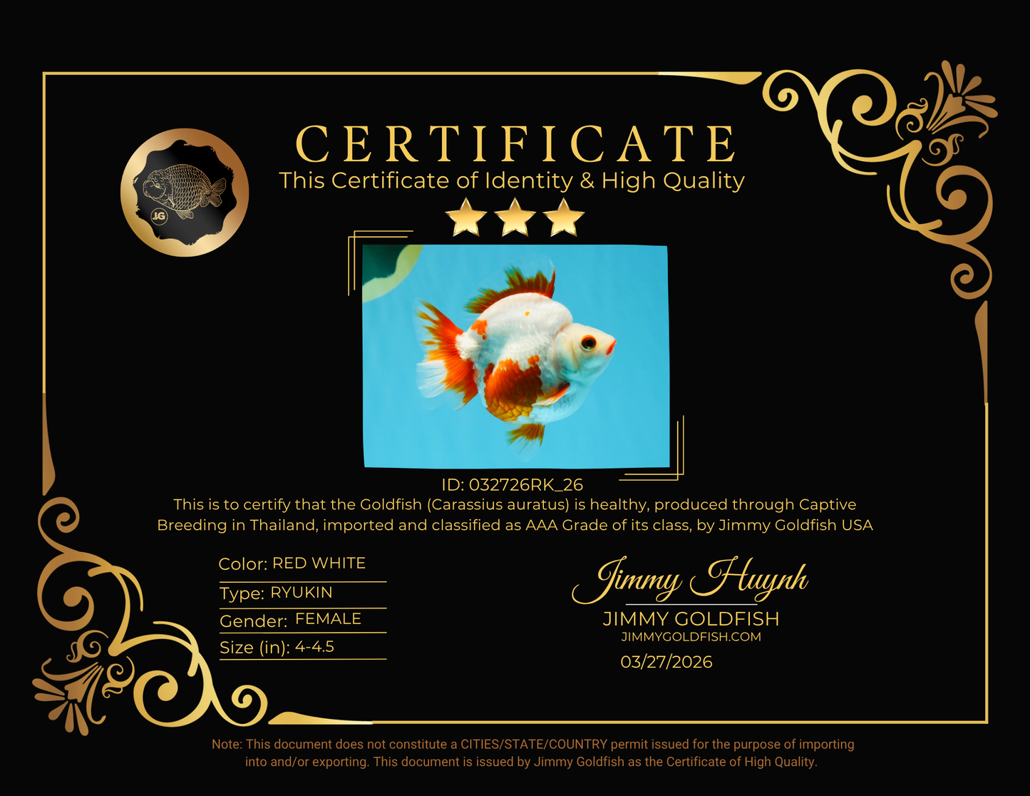 SUPER AAA Grade Red White Ryukin Female 4-4.5 inches #032726RK_26