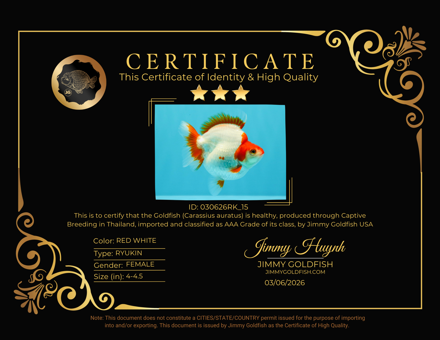 AAA Grade Red White Ryukin Female 4-4.5 inches #030626RK_15