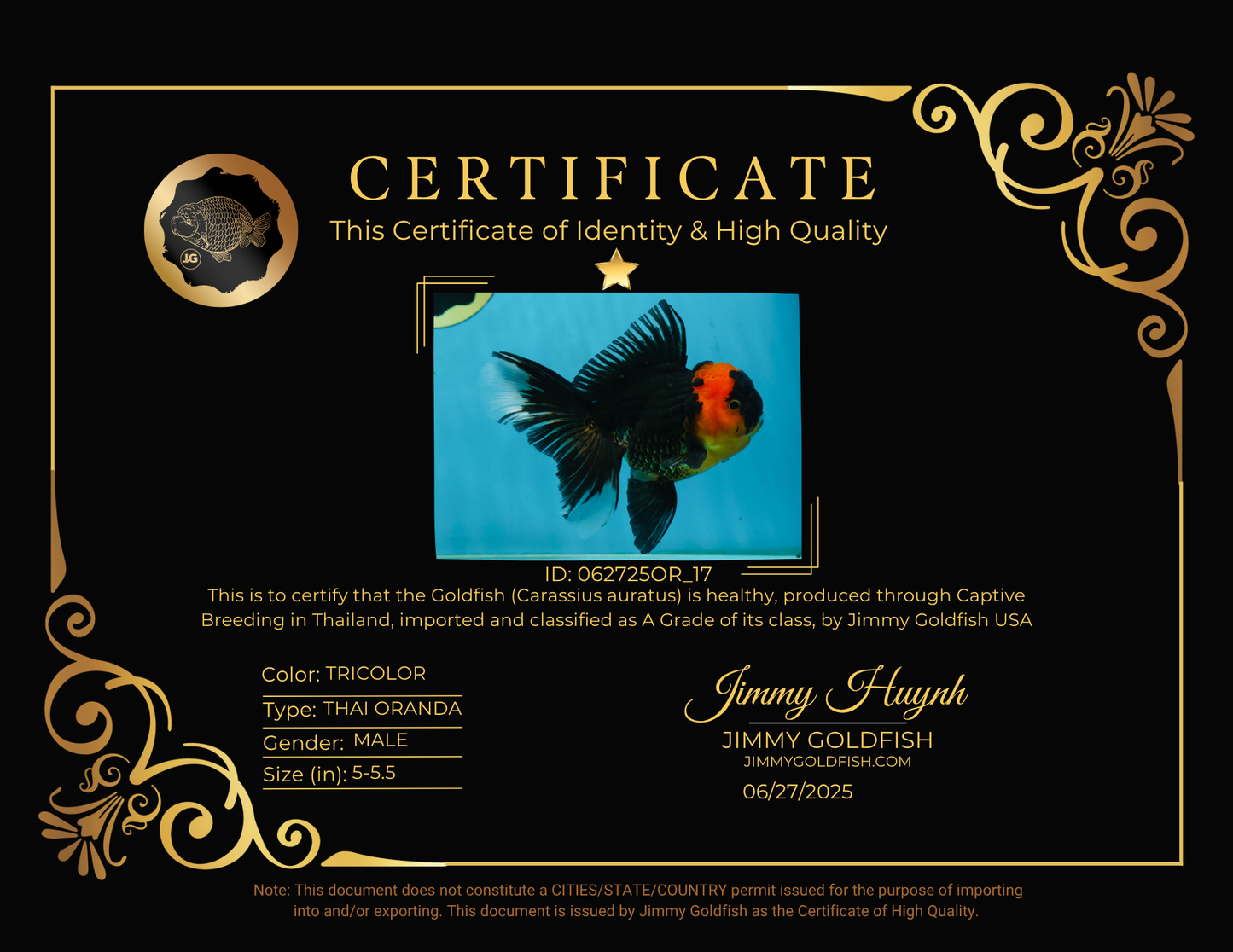 A Grade Tricolor Oranda Male 5-5.5 inches #062725OR_17