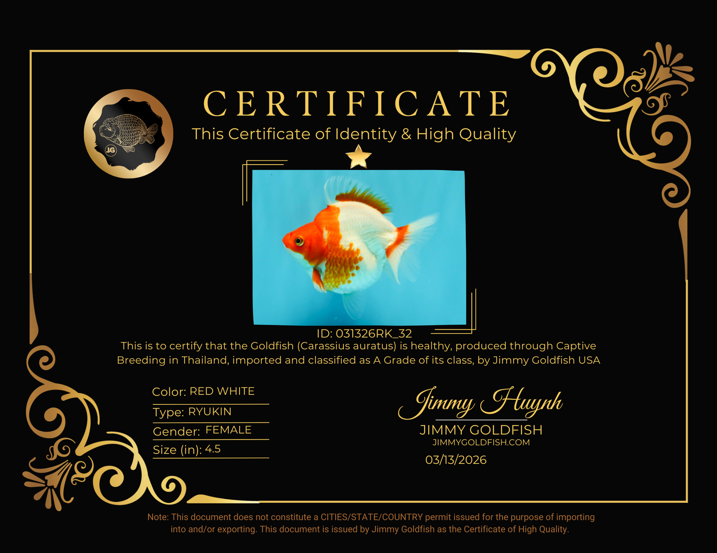 A Grade Red White Ryukin Female 4.5 inches #031326RK_32