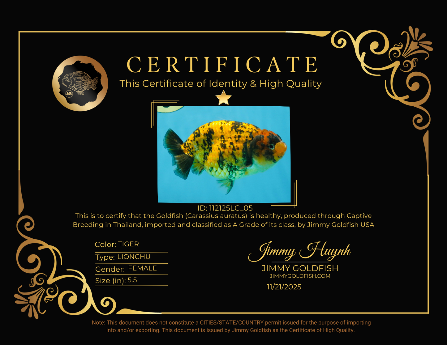 A Grade Tiger LionQueen 5.5 inches #112125LC_05