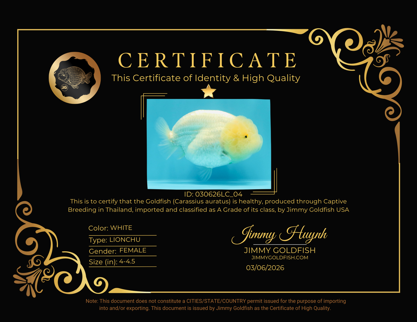 A Grade White LionQueen 4-4.5 inches #030626LC_04