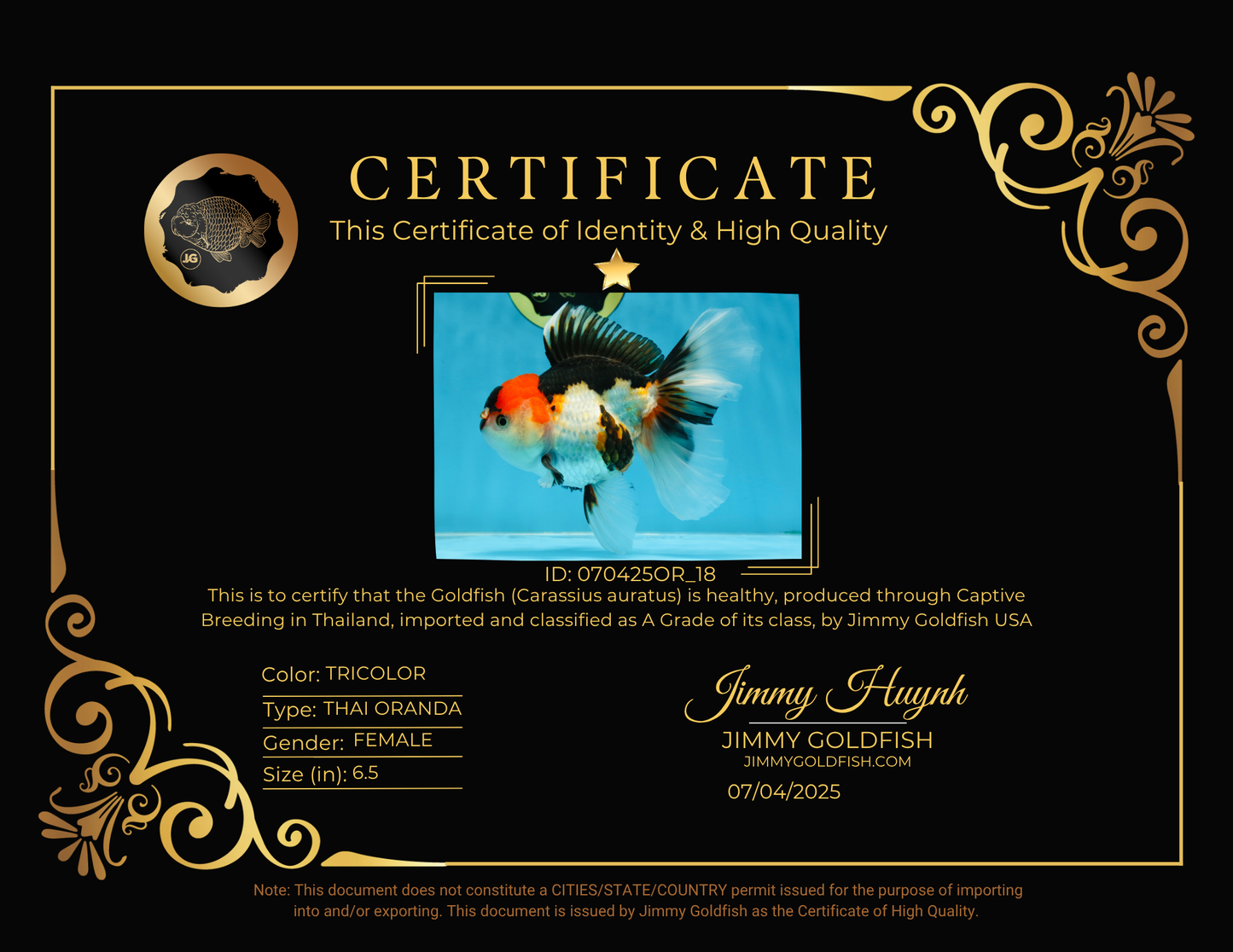 A Grade Tricolor Oranda Female 6.5 inches #070425OR_18