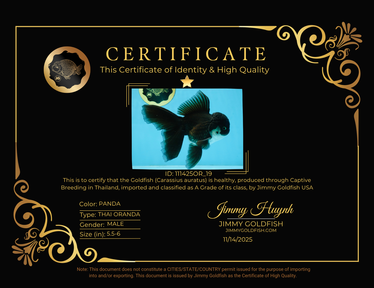 BATMAN A Grade Panda Oranda Male 5.5-6 inches #111425OR_19