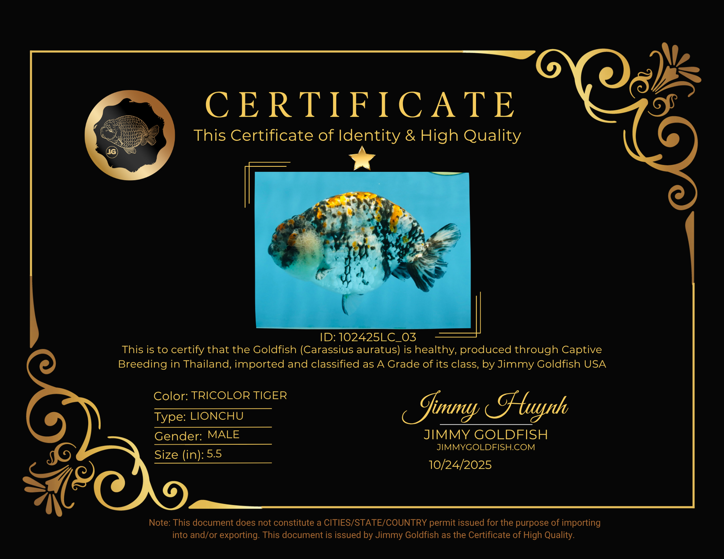 A Grade Tricolor Tiger LionKing Male 5.5 inches #102425LC_03