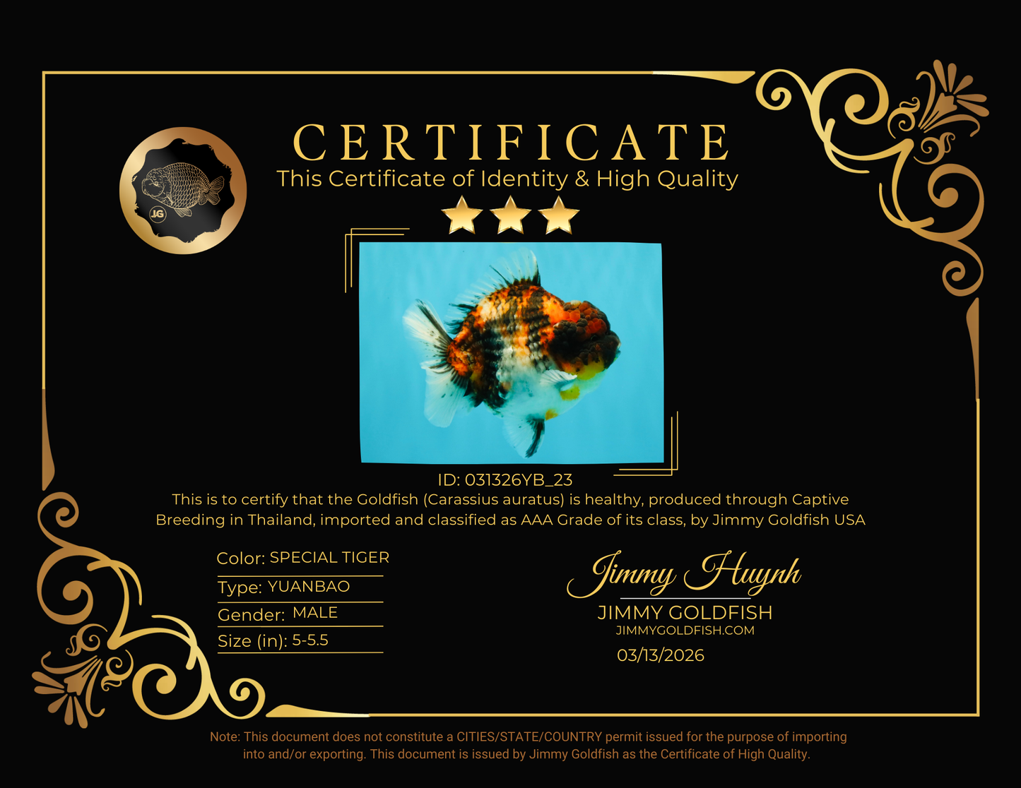 UNIQUE AAA Grade Special Tiger Yuanbao Male 5-5.5 inches #031326YB_23