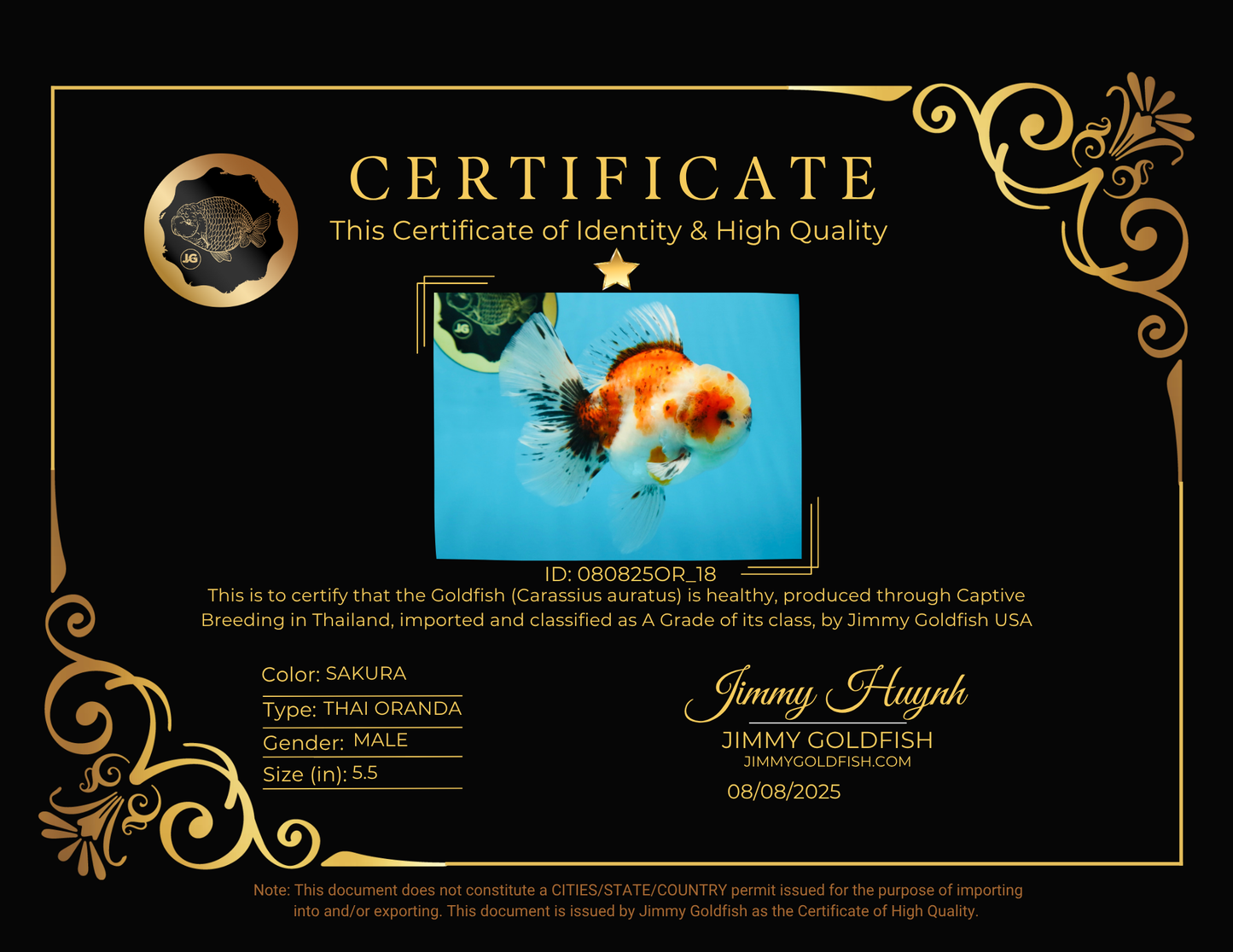 A Grade Young Godzilla Sakura Oranda Male 5.5 inches #080825OR_18