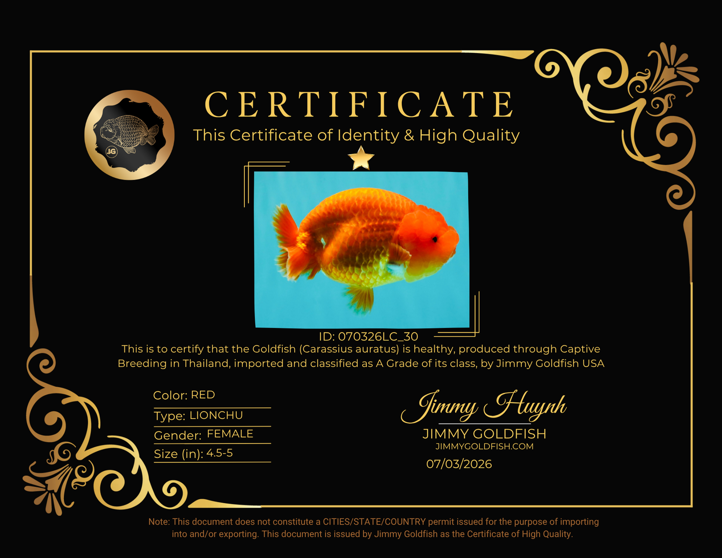 A Grade Red LionQueen 4.5-5 inches #070326LC_30