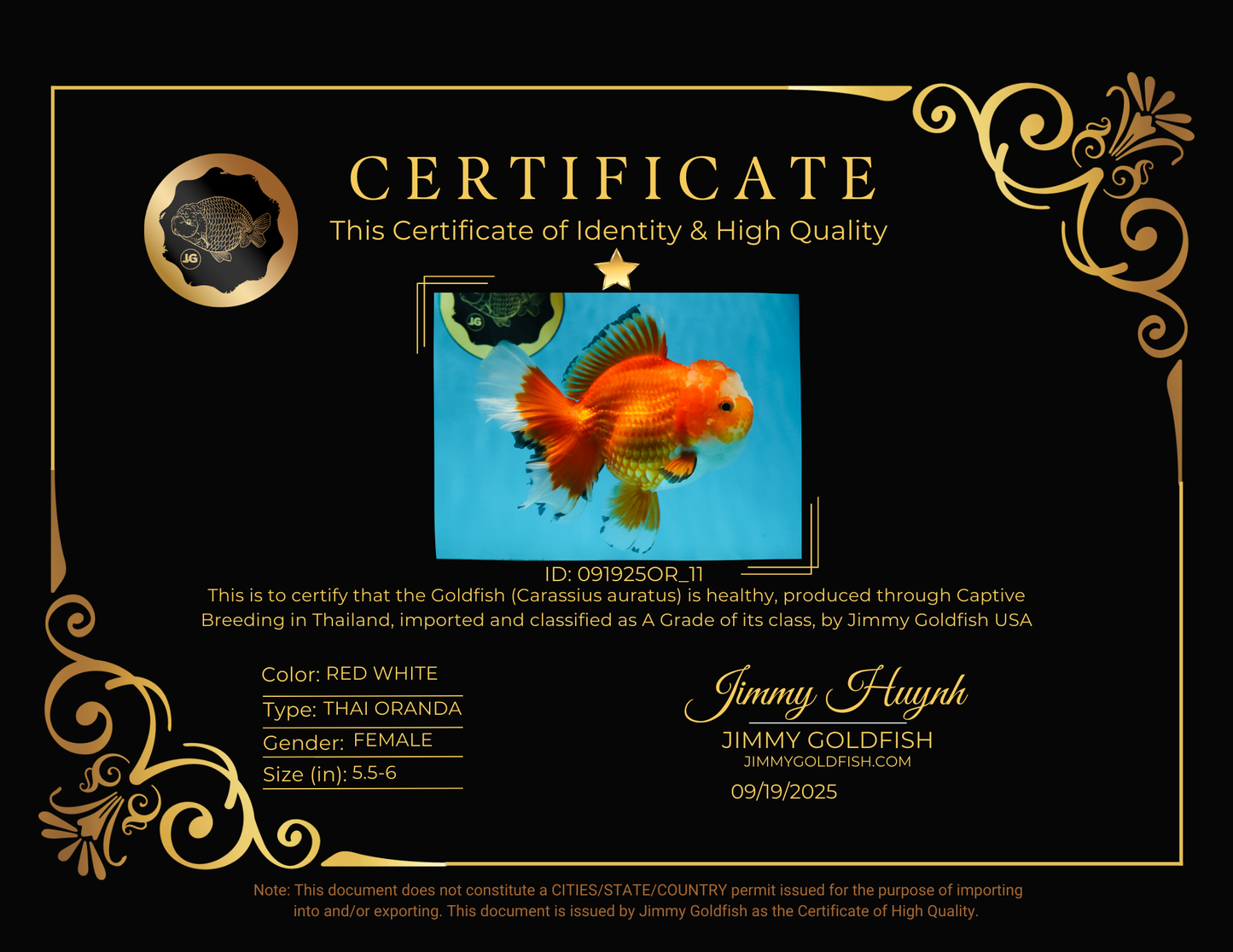 A Grade HAPPY Red White Oranda Female 5.5-6 inches #091925OR_11