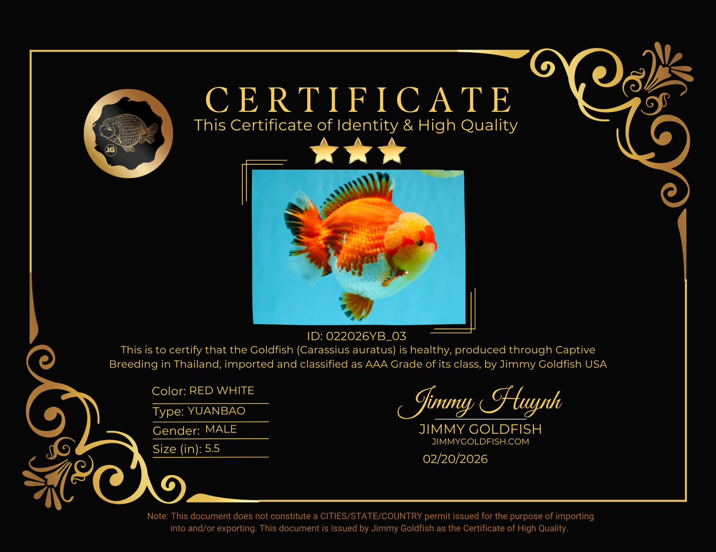 SUPER AAA Grade Godzilla Red White Yuanbao Male 5.5 inches #022026YB_03