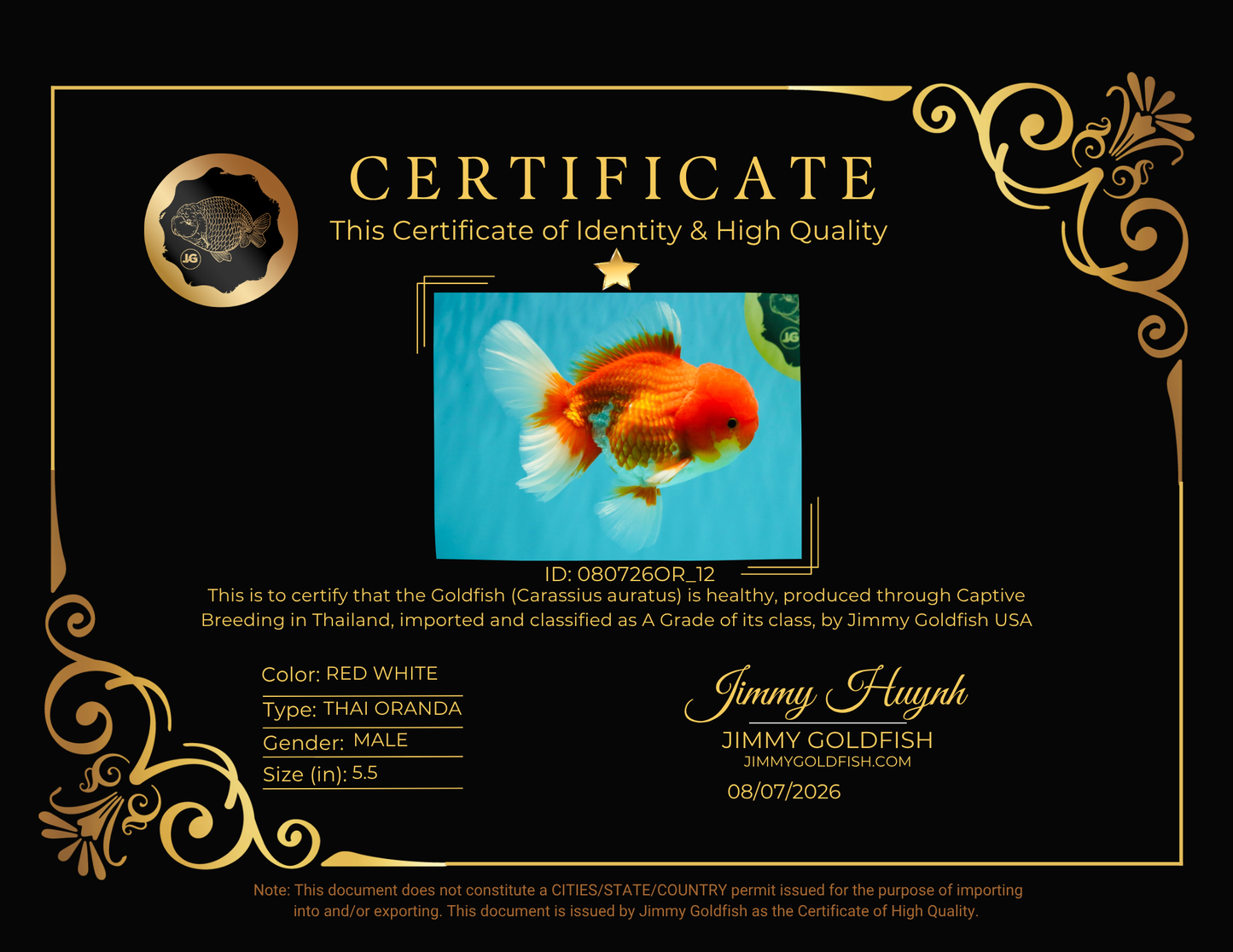 A Grade Red White Oranda Male 5.5 inches #080726OR_12