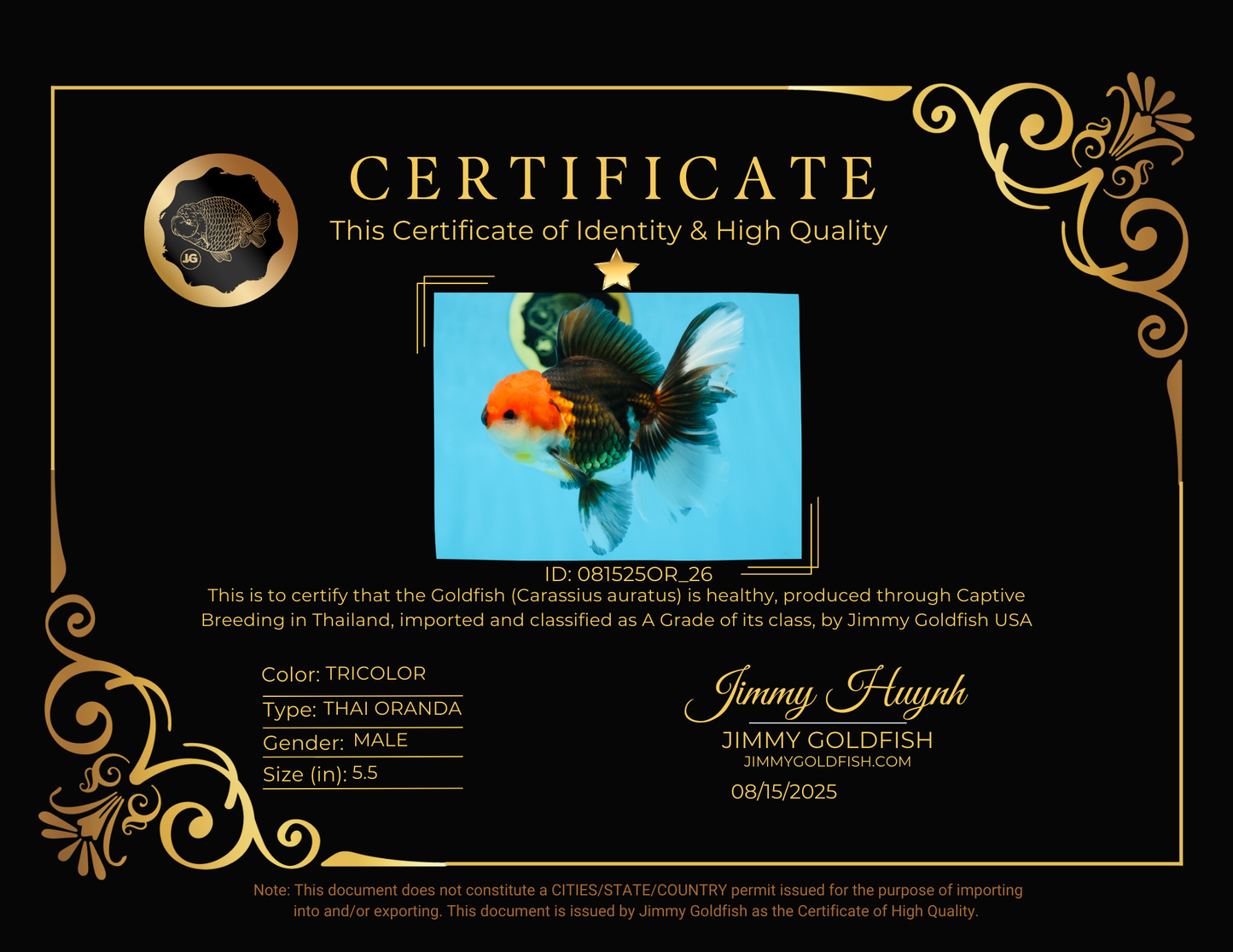 A Grade Tricolor Oranda Male 5.5 inches #081525OR_26