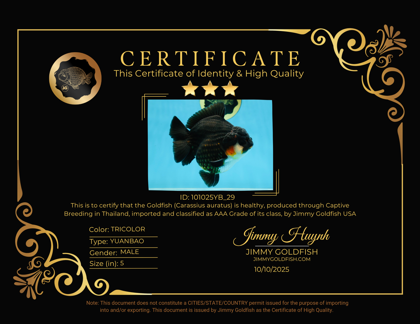 AAA Grade Tricolor Yuanbao Male 5 inches #101025YB_29