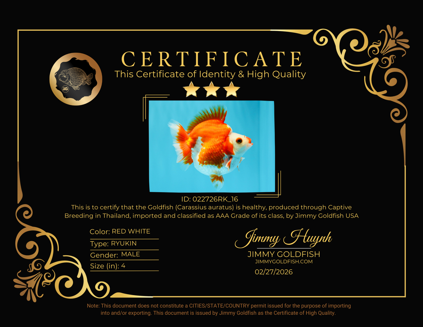 SUPER AAA Grade Red White Ryukin Male 4 inches #022726RK_16