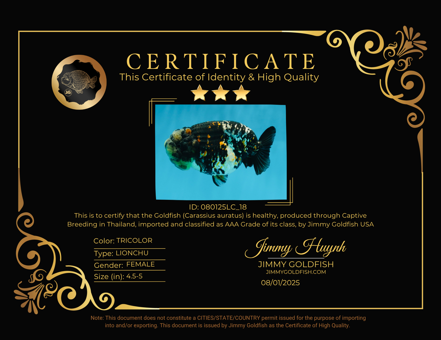 AAA Grade Special Tricolor Tiger LionQueen 4.5-5 inches #080125LC_18