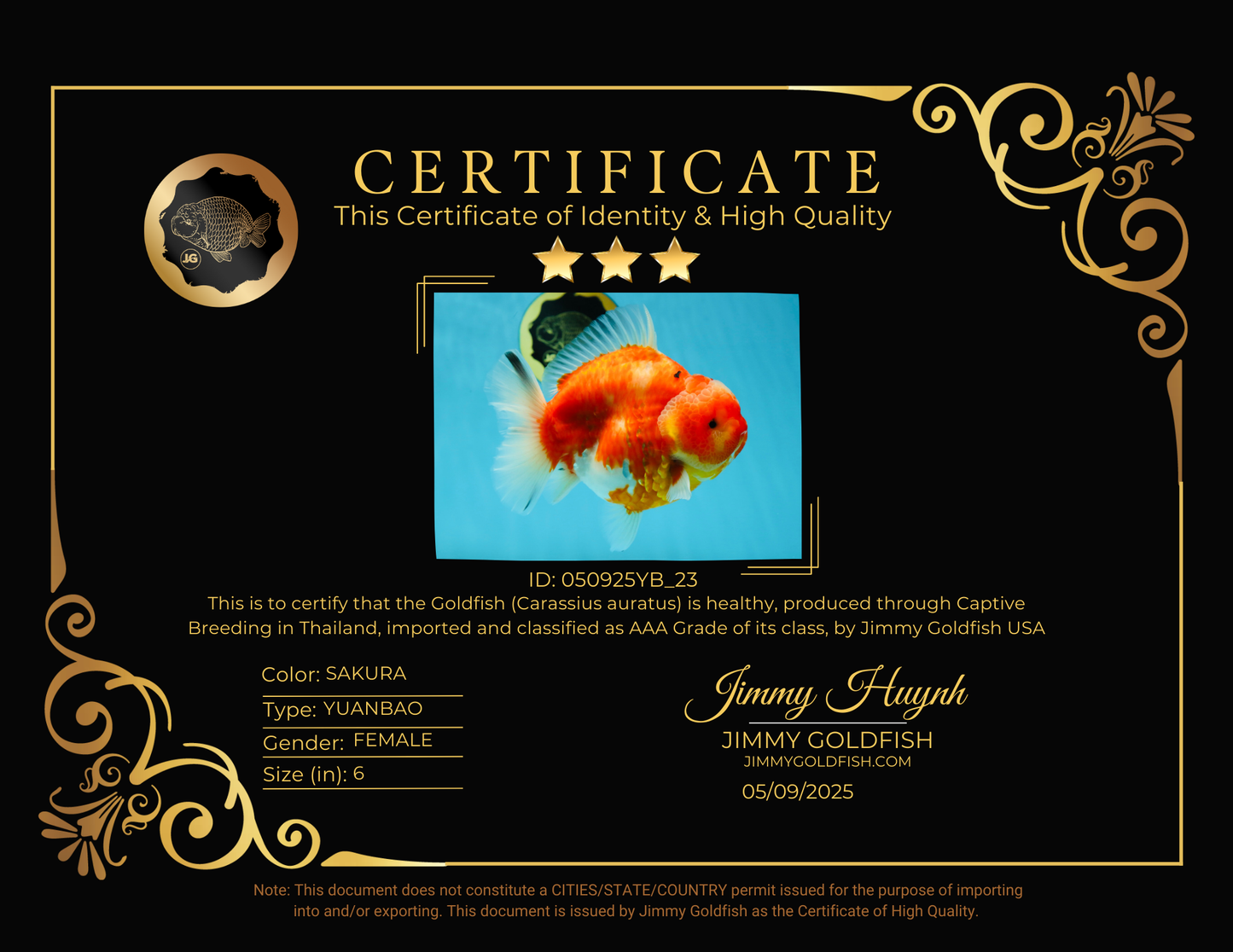 AAA Grade Godzilla Sakura Yuanbao Female 6 inches #050925YB_23