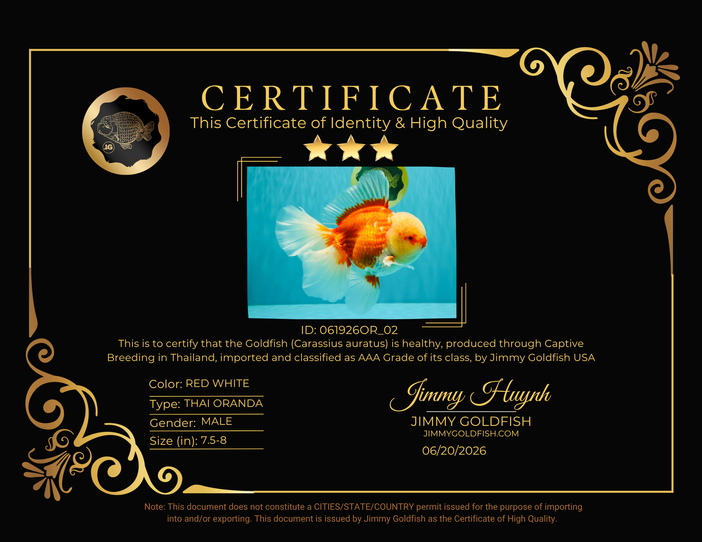 FLUFFY TAIL AAA Grade Super Red White Oranda Male 7.5-8 inches #061926OR_02