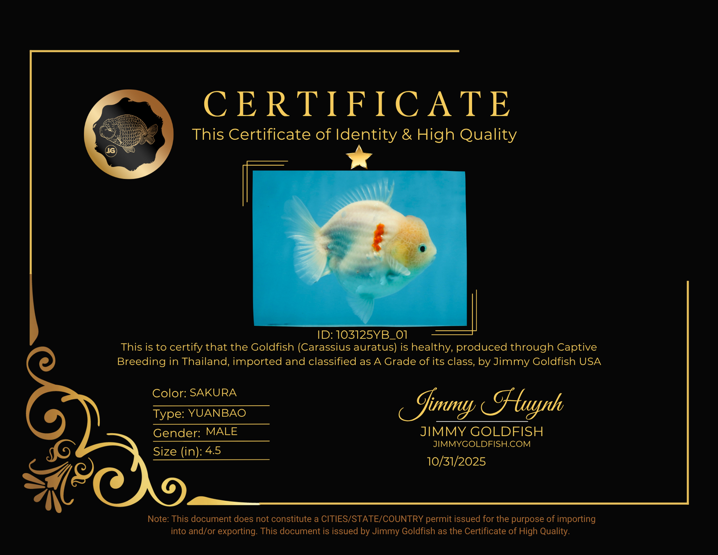 A Grade Sakura Yuanbao Male 4.5 inches #103125YB_01