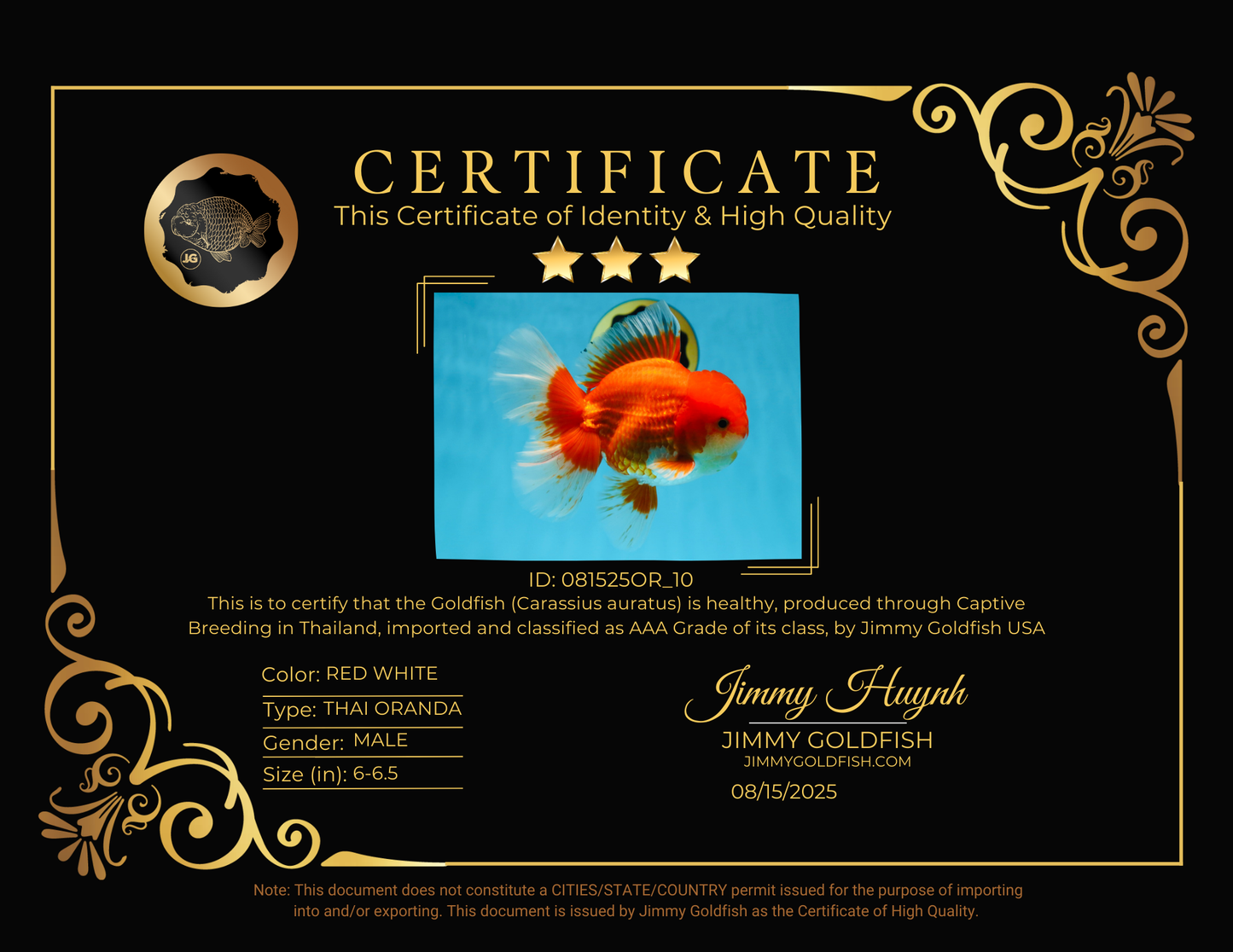 AAA Grade Young Godzilla Red White  Oranda Male 6-6.5 inches #081525OR_10