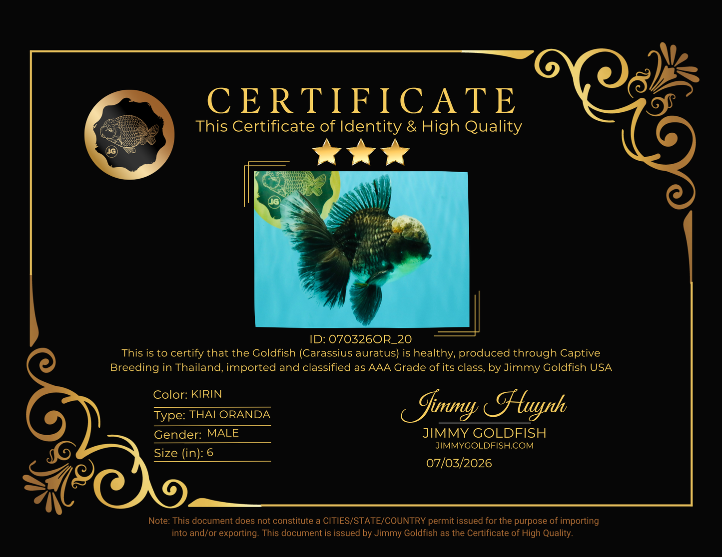 AAA Grade Kirin Jade Head Oranda Male 6 inches #070326OR_20