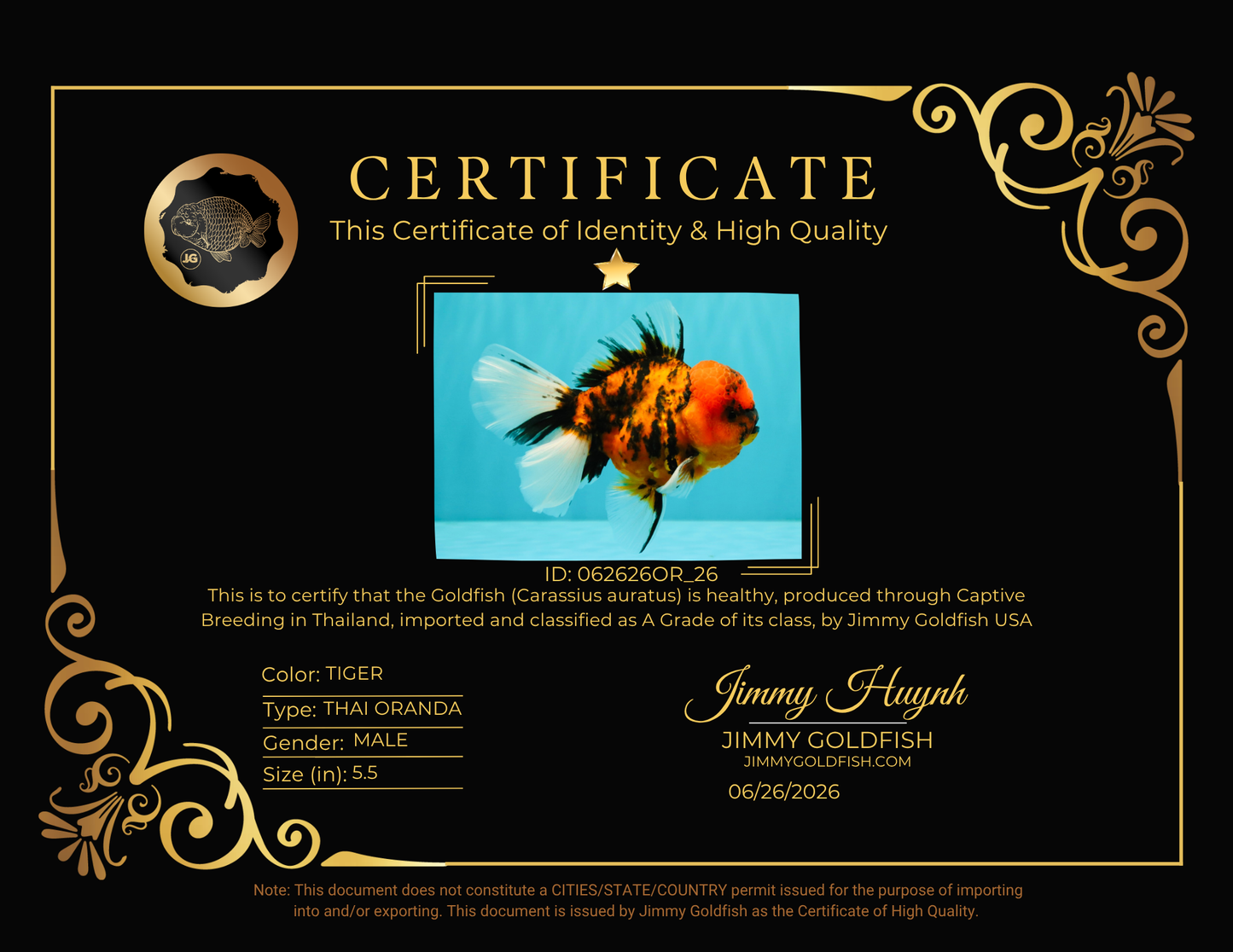 A Grade Tiger Oranda Male 5.5 inches #062626OR_26