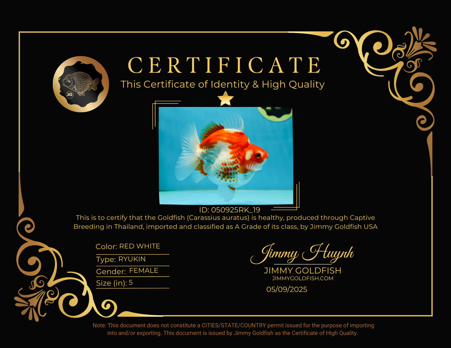 A GRADE Polkadot Red White Ryukin Female 5 inches #050925RK_19