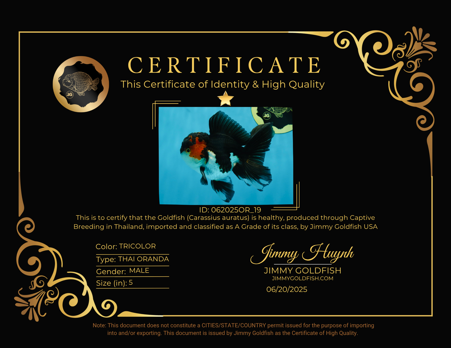 A Grade Chonky Tricolor Oranda Male 5 inches #062025OR_19